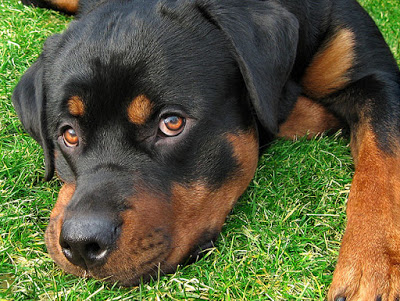 VOS plus belles races de chiens. Rottweiler01