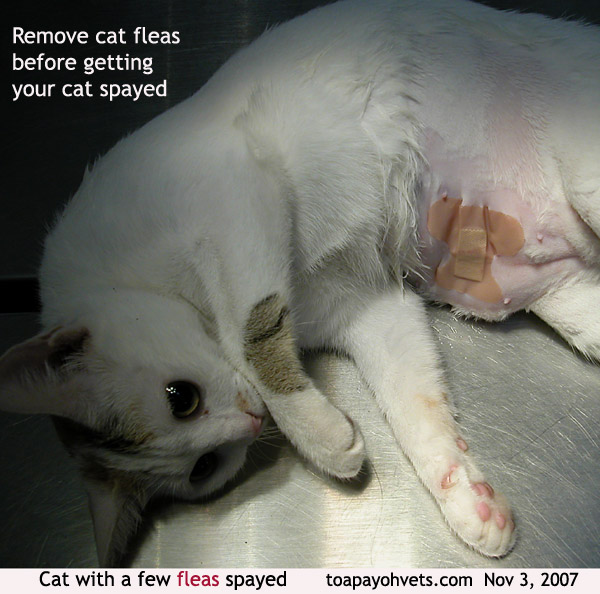 البراغيث فى القطط ادخل ومش هاتندم+صور 20071166Cat_flea_spayed_ToaPayohVets