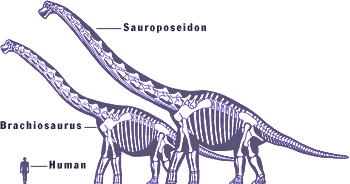 Sauroposeidón Sauroposeidon1