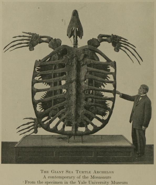 Algunos de los animales más grandes que han existido jamás Archelon_skeleton