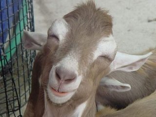 اغرب صور شفتهم في حياتي Funny_goat