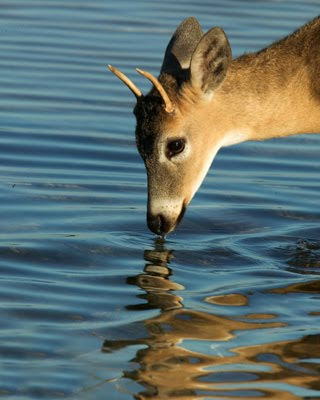 هل ستعود المياه الى مجاريها ...؟؟ و إن عادت ؟؟؟ Deer_-drink2799