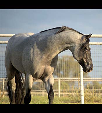 Blueroanie's humans Horse_breeder_services_7132