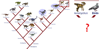 Principais Fraquezas da Teoria da Evolução Dvsd