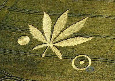 Aseguran que círculos en campos británicos predicen alineación para el eventual fin del mundo - Página 3 Crop-Circles-marijuana-leaf