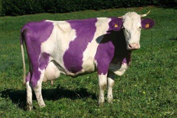 partenariat [ TheFourmGames] Vache-violette