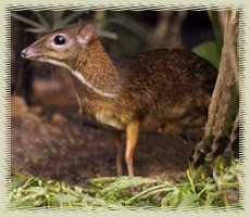 World's Smallest Hoofed Mammal Mouse_deer