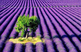 whats new Lavender-farm-scenery