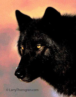 Goldey  IMG_6877-Black-Wolf-Mollie-