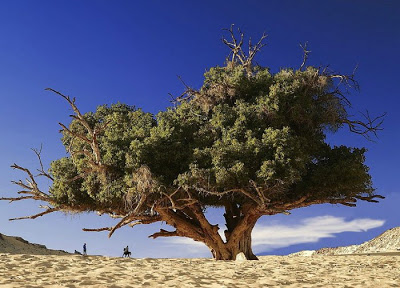 மிகவும் அழகான மரங்கள். Amazing-trees-09