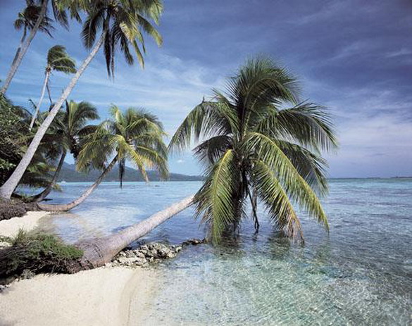 அழகுக்காட்சி பகுதி 02 Sea-palm-trees15