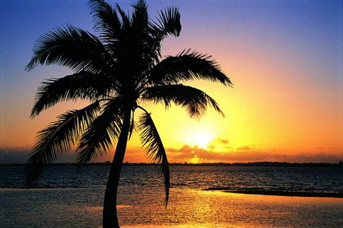 அழகுக்காட்சி பகுதி 02 Sea-palm-trees11