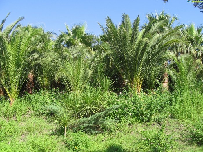 அழகுக்காட்சி பகுதி 02 Sea-palm-trees13