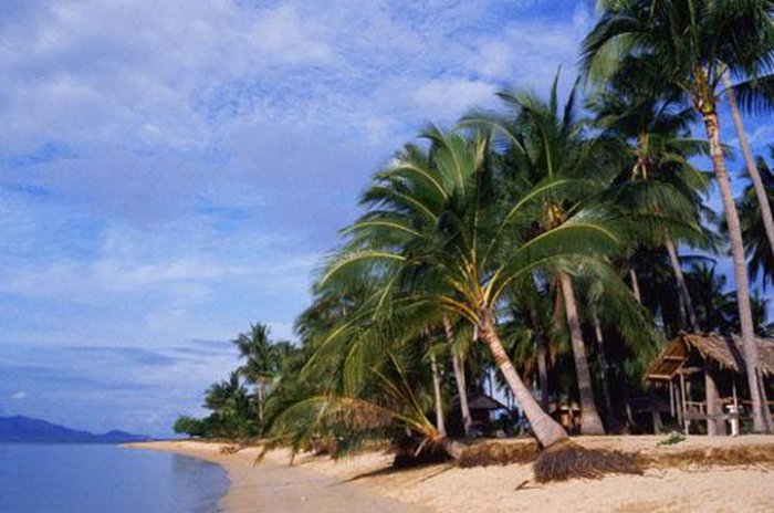 அழகுக்காட்சி பகுதி 02 Sea-palm-trees07