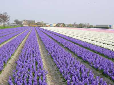 வாவ் மலர்த்தோட்டம் Tulip_fields_16