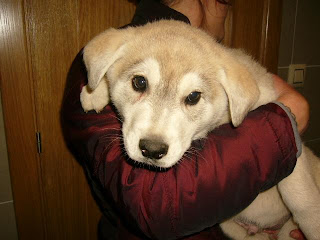 Dos cachorritos que estaban abandonados,, ahora viven en un cuarto de baño SOS urge ayuda para ellos Cacho1