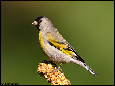 Tarin de Lawrence  ( Carduelis lawrencei )  Cl8