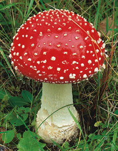 Juego: traeme una imagen - Página 27 Amanita-muscaria-tue-mouche