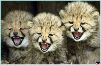 Suki's Kawaii pics Baby-cheetahs2