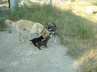 mastin - Nora, perrita cruce de mastin y golden y su inseparable amigo Simon (no esta en el primer mensaje). Los acoge una protectora. buscan adopcion  DSCF0026