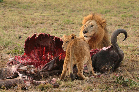 CAUSE AN UPROAR! Male-lion-cub-eating-ox-bloody-carcass-ribs-mane-tail-chitwa-south-africa-wildlife-animal-predator-photo