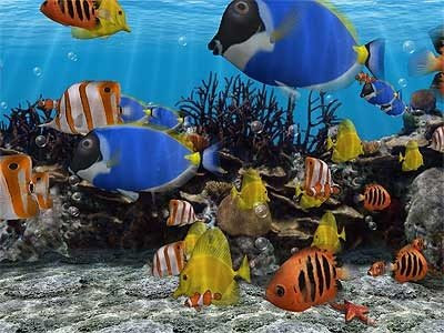 3D Fish Screensavers 3.94 3D%2BFish%2BScreensavers%2B3.94