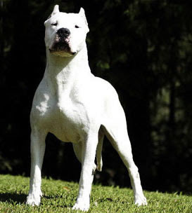 Dogue Argentino Cura