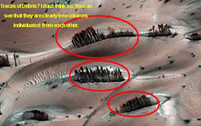 ‘Artificial Wooden Plank’ Found On Mars Mars-trees