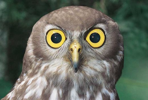 ஆந்தை Wildlife_birds_barking_owl