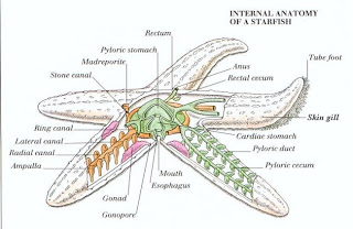 சில பல விலங்கியல் வினோதங்கள்! I10-82-starfish