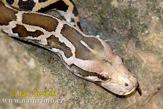 விலங்குகளும் - தூக்கத்தின் அளவுகளும்: Rock-python--python-molurus