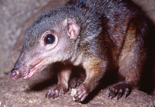 விலங்குகளும் - தூக்கத்தின் அளவுகளும்: Tree_shrew