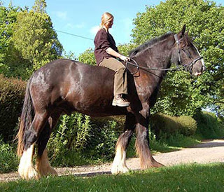 Bonjour d'un bricoleur du 77. ShireHorse