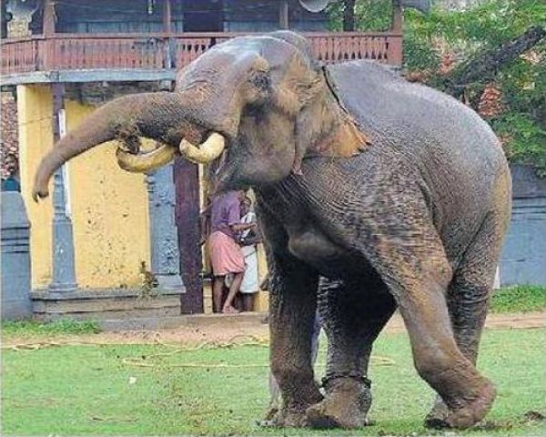 لو صايد الهنـــــــــدي راااااااااح ملح‏ Elephant-attack-kerala-06