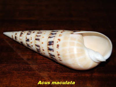 அழகான கடல் சங்குகள்  Sea-shells-13