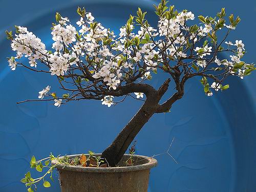 சேனையில் அழகான பூச் செடிகள். - Page 2 Bonsai-tree-34