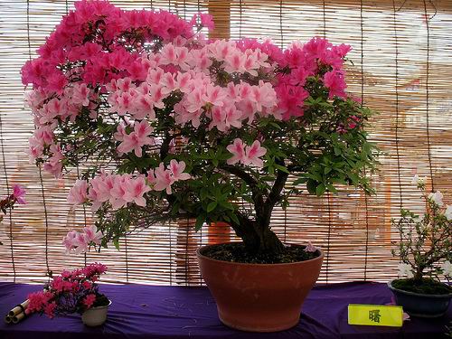 சேனையில் அழகான பூச் செடிகள். Bonsai-tree-24