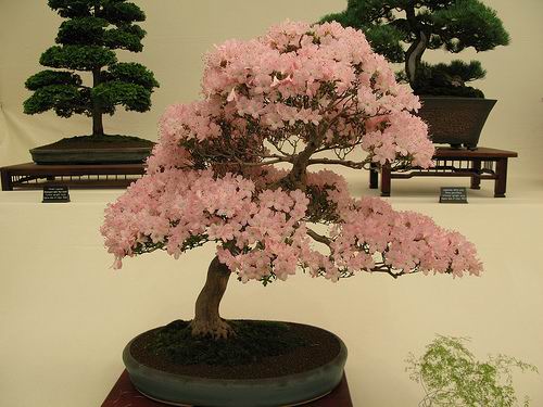 சேனையில் அழகான பூச் செடிகள். Bonsai-tree-23