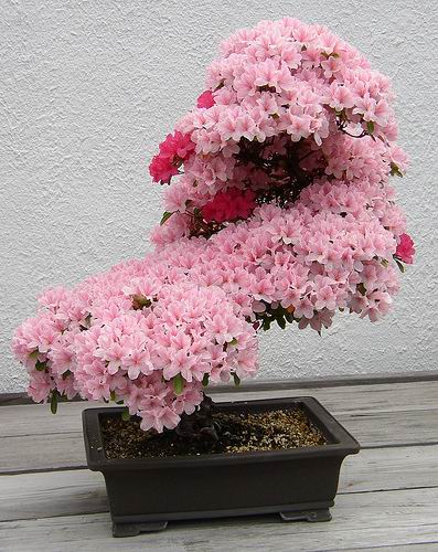 சேனையில் அழகான பூச் செடிகள். Bonsai-tree-01