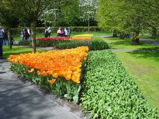 حديقة كوكنهوف أكبر حديقة زهور في العالم Keukenhof, the world's largest flower garden S8300482