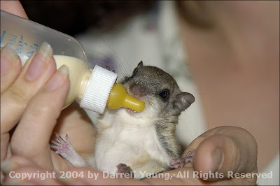 Practicando Y Hablando (Alexander) BabyFlyingSquirrel