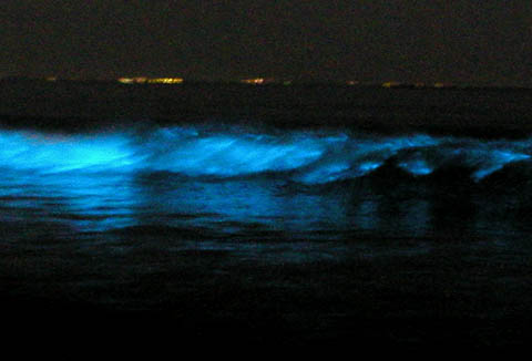 ما سر البريق الأزرق لأمواج البحر ليلا ؟! Algas_liminosas_3