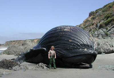 الحيتان في هاواي Humpback-whale