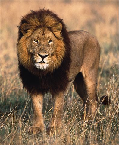 معلومات  هامه  بالصوره  وخصوصا  الاخيره Lion