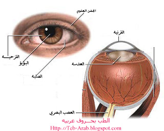 تشريح العين البشريه Eye