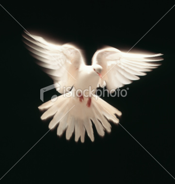 மனதை கொள்ளை கொள்ளை கொள்ளும் புகை படம் Ist2_662242-white-dove