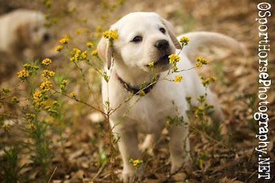 Labradorec (Labrador retriever) CBrooks127_SportHorsePhotography