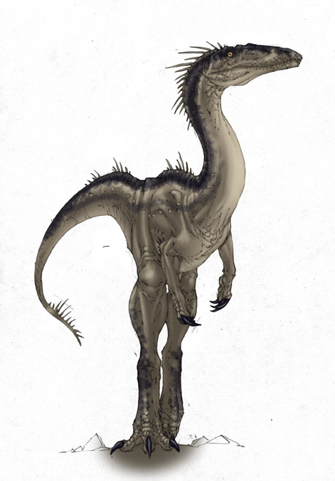 the dinosaurs of Lucia Von Bardas Coelophysis2