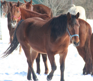 Imagenes de caballos en navidad Cheyenne-snow