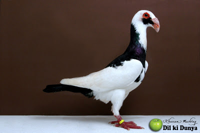 من أجمل أنواع الحمام (لاتنسوا ذكر الله )  Pigeon%2B%252812%2529